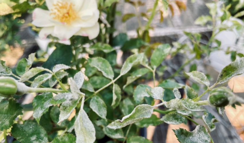 starkiebrosgardencenter.com