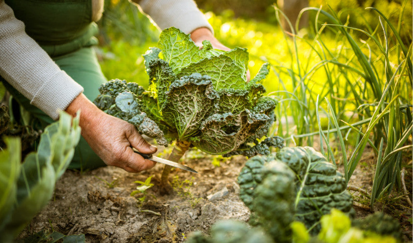 Fall Garden Prep Tips for a Thriving Autumn Garden
