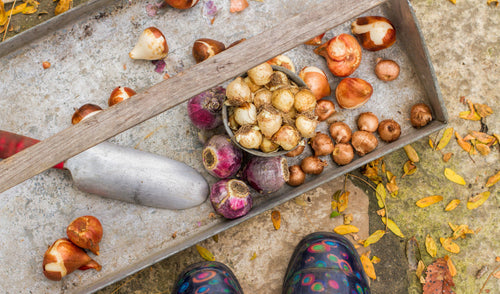 Fall Gardening Tips: What to Plant and How to Prepare Your Garden for Winter