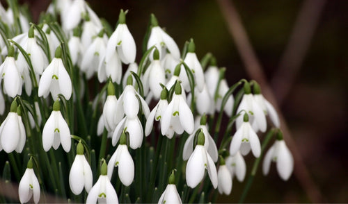 February Gardening Tips