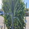 Corn Stalks