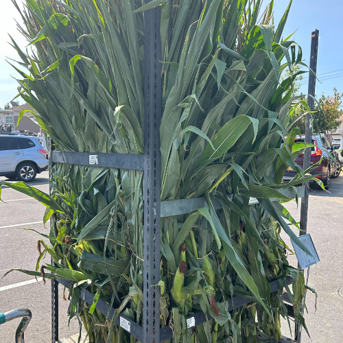 Corn Stalks