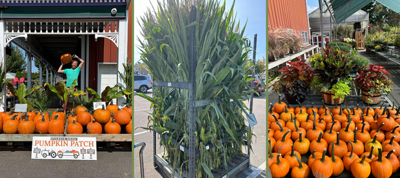 Man lifting a large pumpkin over his head at a pumpkin patch display with rows of pumpkins and plants in front of a garden center, a tall stack of bundled cornstalks nearby, and a colorful assortment of potted plants and pumpkins arranged under a green canopy.