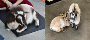 Slider includes two images: one featuring a chocolate brown and white goat on the left, and the other featuring two goats on the right—one tan and white with chocolate brown accents, and the other white/cream with black accents.