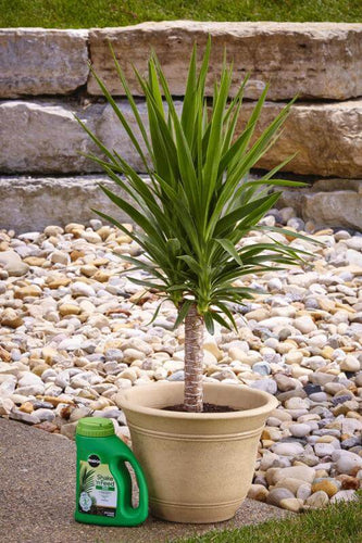 miracle-gro shake 'n feed palm plant food Miracle-Gro® Shake 'n Feed® Palm Plant Food - Farmingdale, NY