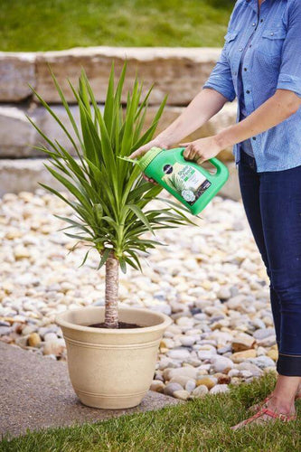 miracle-gro shake 'n feed palm plant food Miracle-Gro® Shake 'n Feed® Palm Plant Food - Farmingdale, NY