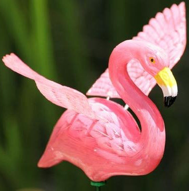 WINDY WINGS 7  FLA MINGO