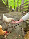 Zylina Healthy Mealworms