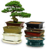 Ceramo Bonsai Low Dish w/Saucer