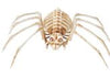 Good Tidings Spider Skeleton