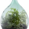 Esschert Design Terrarium Bottle w/Tools, Glass