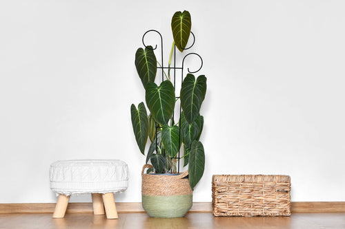 Bosmere Houseplant Trellis- 24 Scroll Pot Trellis