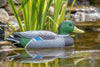 United Aquatics Floating Mallard Male Duck Decoy