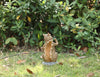 Hi-Line Gift Exclusive Squirrel Holding Go Away Sign