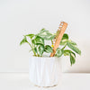 Treleaf Celebration Stake - Writable stake for plant gift