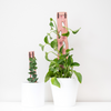 Treleaf Zella - Wooden Extendable Plant Support