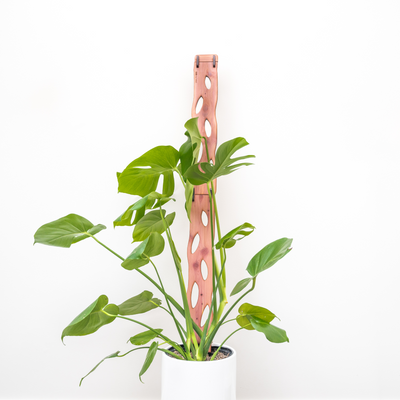 Treleaf Zella - Wooden Extendable Plant Support