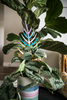 Treleaf BARE™ Palmella™ - Customizable wooden plant support - Inspired by the Palm leaf