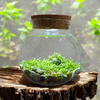 Unique Gardener WaterPlants Grow Lush Aquatic Plants from Seed! Thrives With Minimal Care