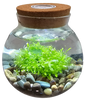 Unique Gardener WaterPlants Grow Lush Aquatic Plants from Seed! Thrives With Minimal Care