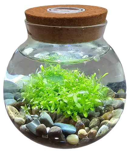Unique Gardener WaterPlants Grow Lush Aquatic Plants from Seed! Thrives With Minimal Care