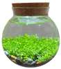 Unique Gardener WaterPlants Grow Lush Aquatic Plants from Seed! Thrives With Minimal Care