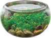 Unique Gardener Mini Water Plants Kit