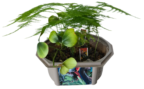 Toys By Nature Dinosaur Domain Biosphere Terrarium