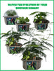 Toys By Nature Dinosaur Domain Biosphere Terrarium