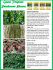 Toys By Nature Tropical Rainforest Jungle Biosphere Terrarium