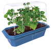 Unique Gardener Sweet Everbearing Strawberries Sprouter Terrarium