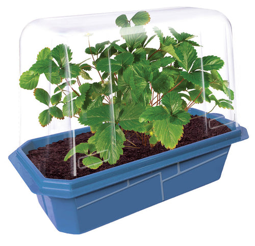 Unique Gardener Sweet Everbearing Strawberries Sprouter Terrarium