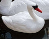 United Aquatics Floating White Swan Med