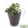 Crescent Garden Clear Deep Plastic Plant Saucers