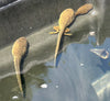TADPOLE