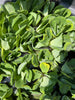 FLOATING WATER LETTUCE