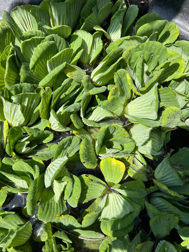 FLOATING WATER LETTUCE