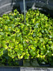 FLOATING WATER HYACINTH