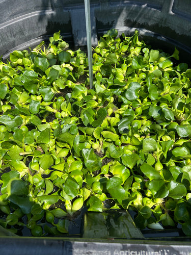 FLOATING WATER HYACINTH