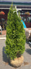 THUJA EMERALD ARB 6-7'