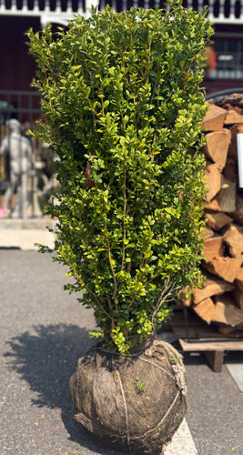 BUXUS HIGHLANDER 18-21