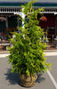 THUJA GREEN GIANT ARB 4-5'