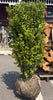 BUXUS HIGHLANDER 36-42