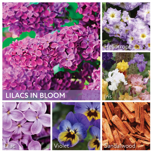 A Cheerful Giver Lilacs In Bloom - 34 oz Papa Candle