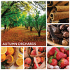 A Cheerful Giver Autumn Orchards - 34 oz Papa Candle