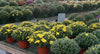 8/9 MUMS/KALE/CBG/ASTER/MONTAUK
