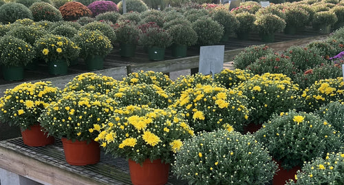 8/9 MUMS/KALE/CBG/ASTER/MONTAUK
