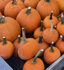 13-19 LB PUMPKIN (HOWDEN SIZE)