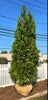 THUJA NIGRA DK AMERICAN 5-6'