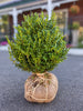 BUXUS GREEN VELVET 15-18